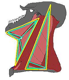Анатомические треугольники